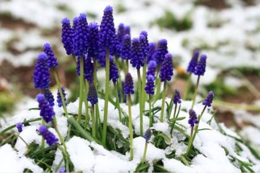 MUSCARI_Fleur